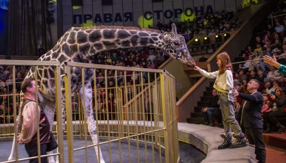 Цирк «Жираф шоу»