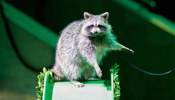 Цирк «Тропик-шоу»